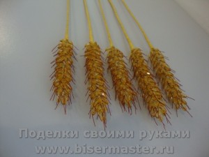 колоски пшеницы